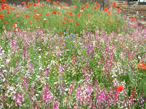 Wildflower meadow 